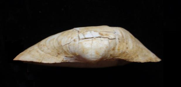 Leporimetis lacunosa ? aa. (NON Chem., 1782) Pliocene - Asti