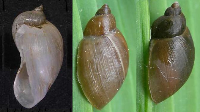 Gasteropode dulciacquicolo astigiano