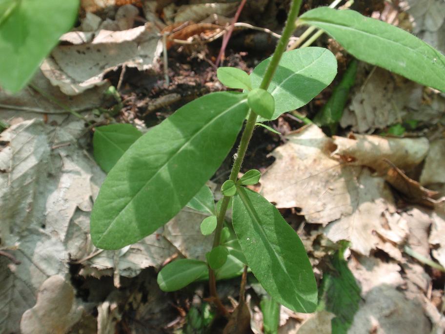 Euphorbia dulcis / Euforbia bitorzoluta