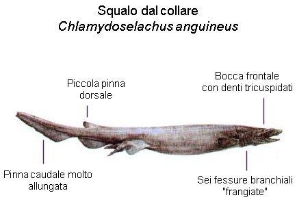 NUOVA SCOPERTA PER IL GAMPS: Chlamydoselachus lawleyi!!!