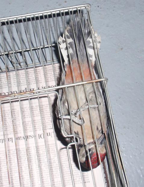 Ritrovamento pulcino Picchio Rosso