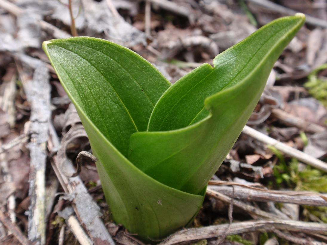 Prime Listera ovata
