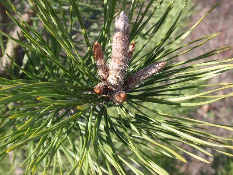 Pinus nigra