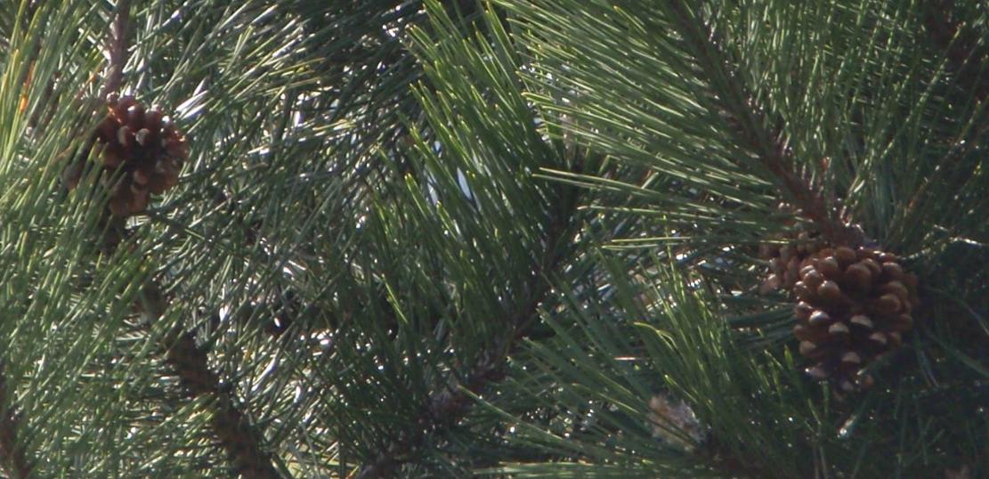 Pinus nigra
