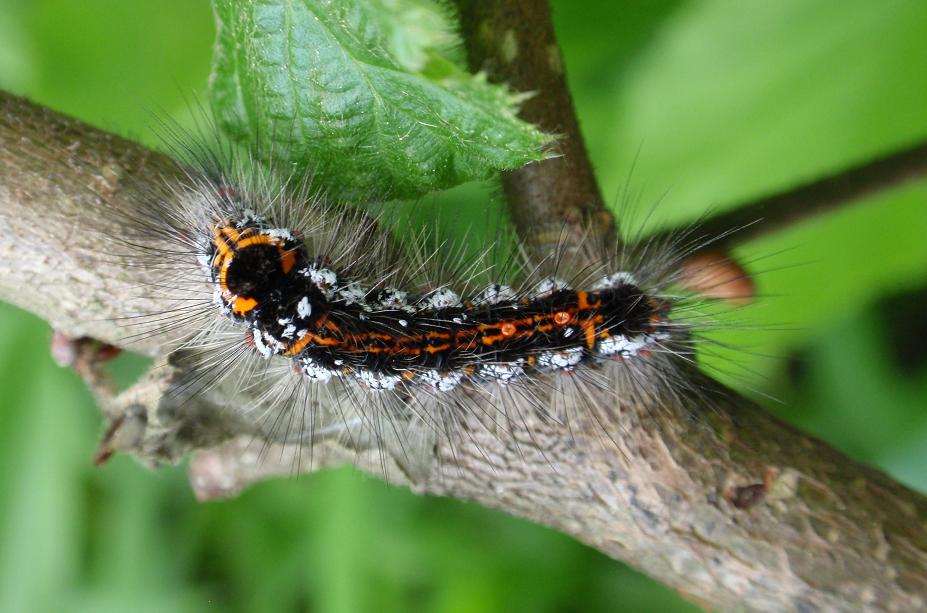 Bruco peloso, nero, arancione e bianco. Euproctis similis