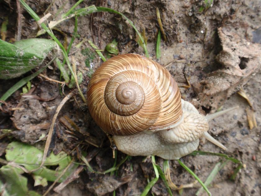 Helix pomatia - Asti