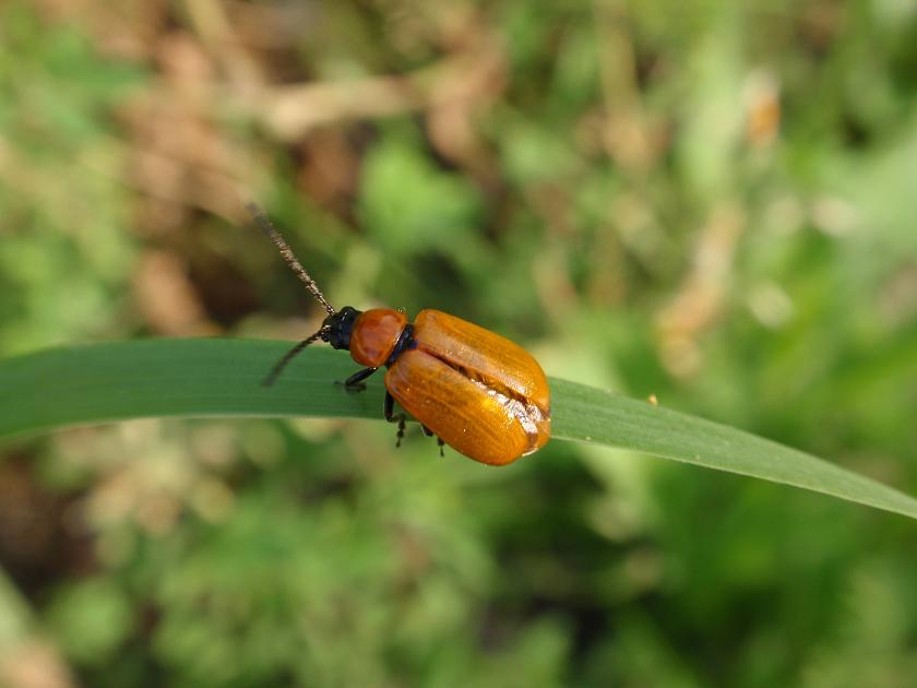 Exosoma lusitanicum in accoppiamento