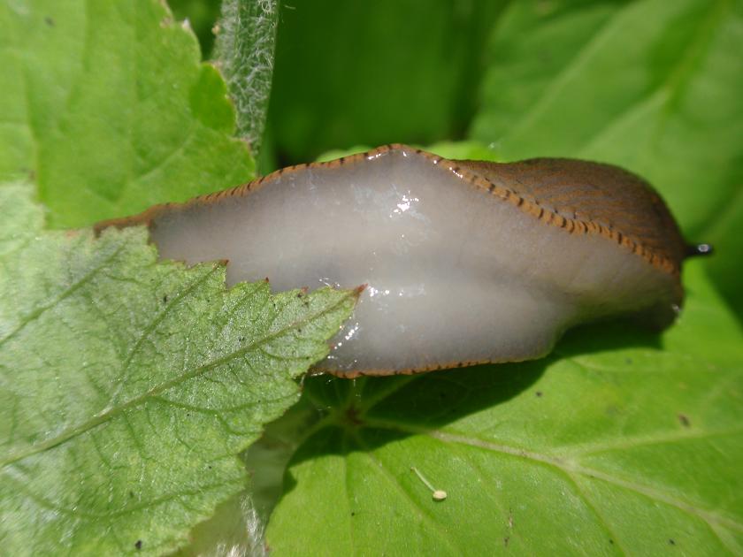 Arion vulgaris - Asti