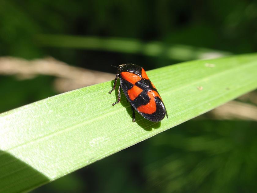 Omottero da id: Cercopis vulnerata