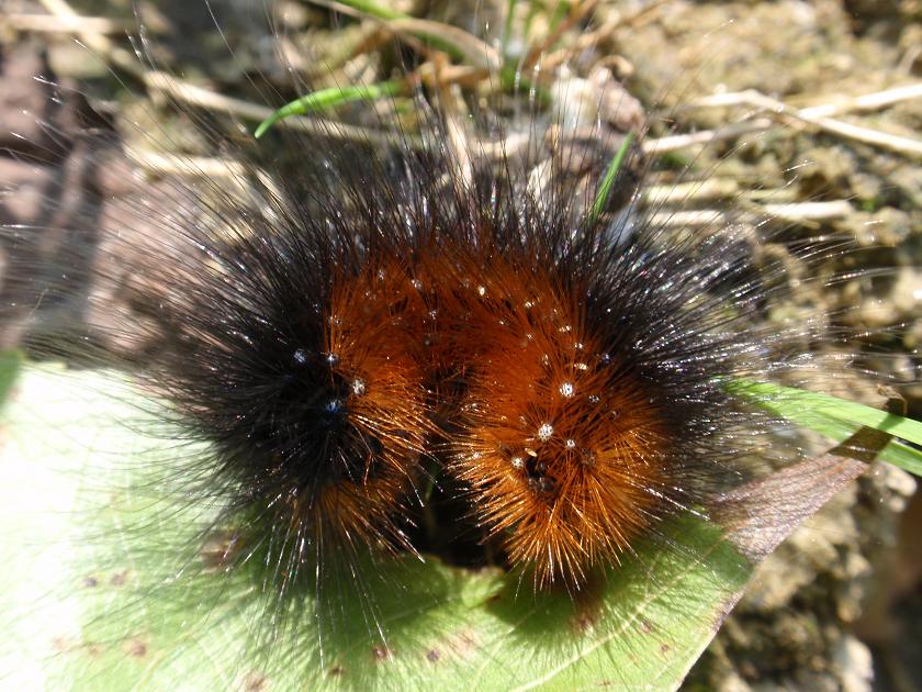 Bruco da identificare: Arctia caja