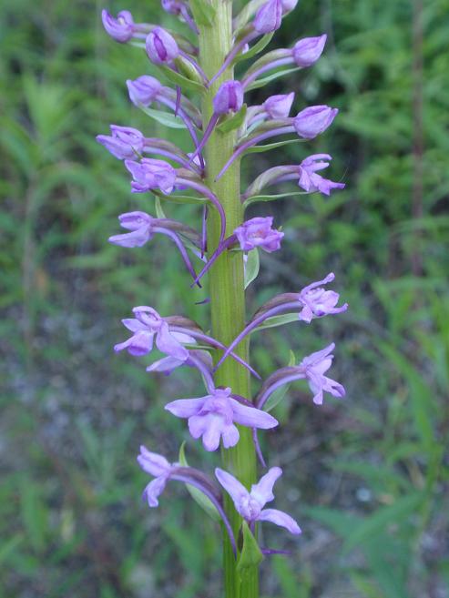 Inizia a fiorire anche Gymnadenia conopsea!