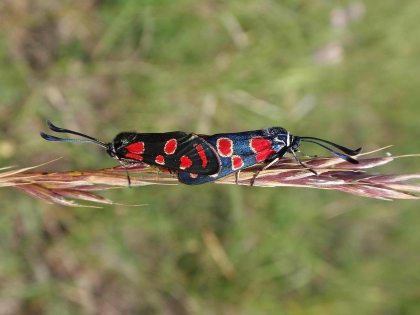 Accoppiamento Zygaena carniolica