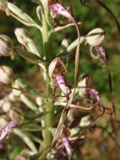 Himantoglossum adriaticum in provincia di Asti!