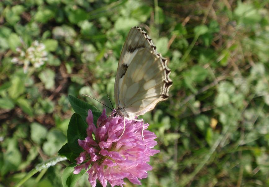 Melanargia galathea f. leucomelas - Asti
