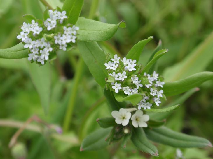 Fiori astigiani: Valerianella sp. & Buglossoides arvensis