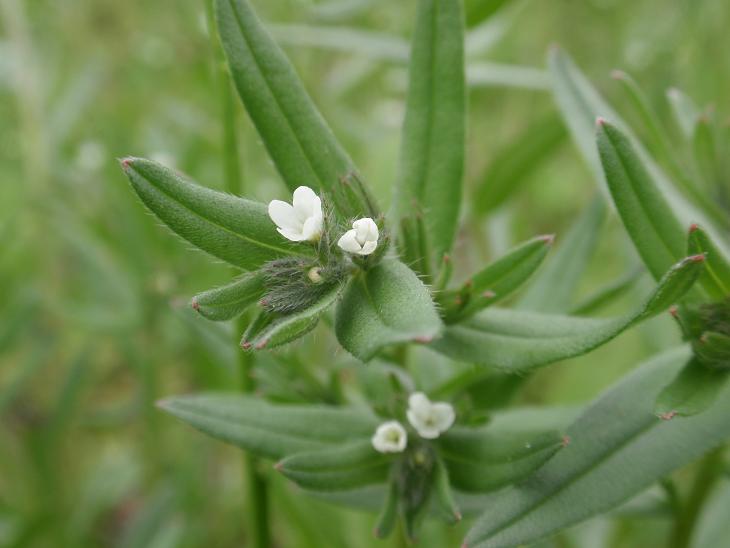 Fiori astigiani: Valerianella sp. & Buglossoides arvensis