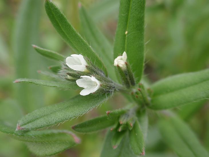 Fiori astigiani: Valerianella sp. & Buglossoides arvensis