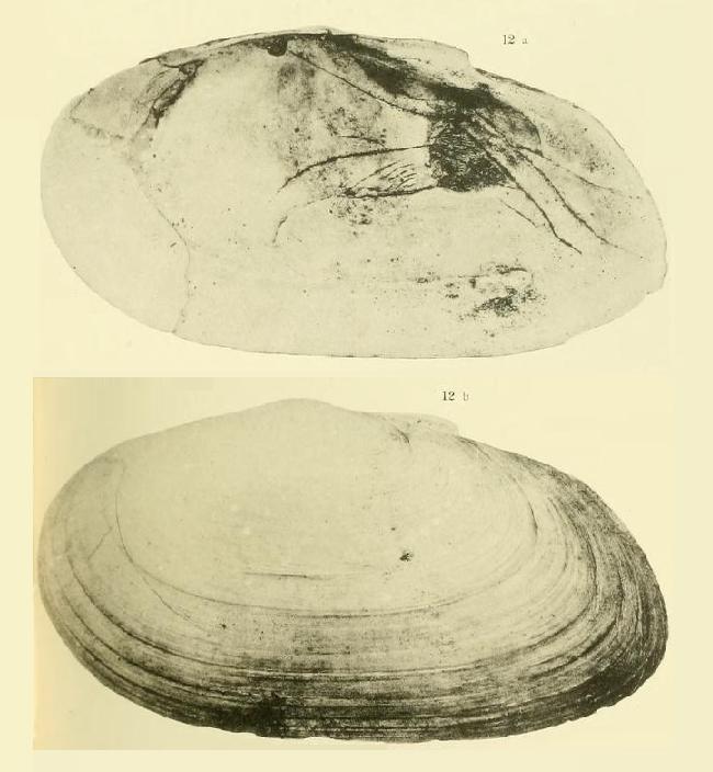 Gari labordei (Basterot, 1825)  Pliocene - Spicchio