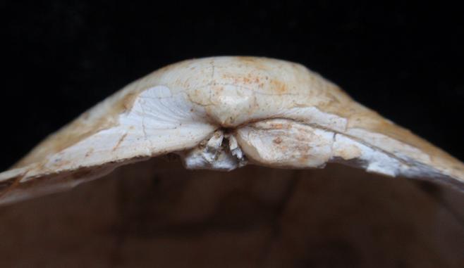Leporimetis lacunosa ? aa. (NON Chem., 1782) Pliocene - Asti