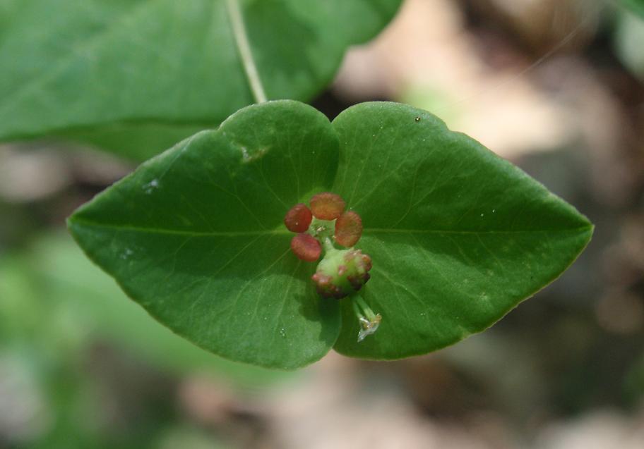 Euphorbia dulcis / Euforbia bitorzoluta