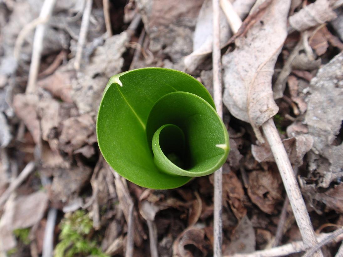 Prime Listera ovata