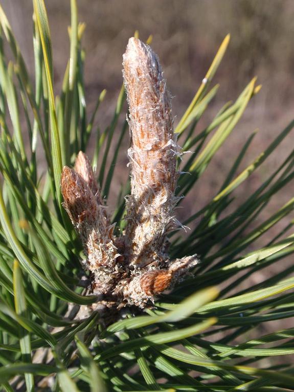 Pinus nigra