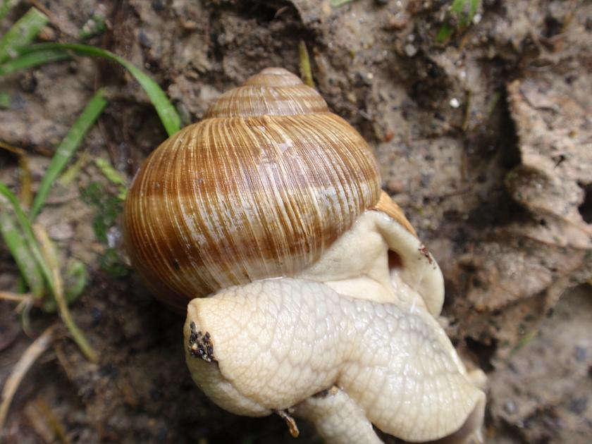 Helix pomatia - Asti