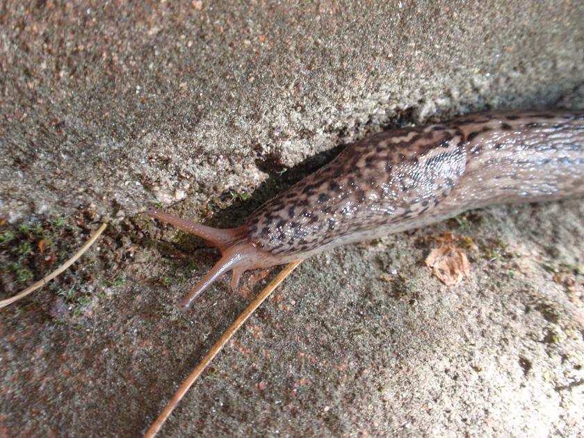 Limax maximus-gruppo da Asti