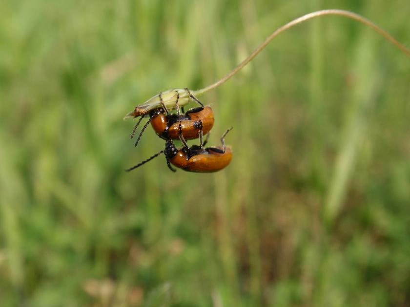 Exosoma lusitanicum in accoppiamento