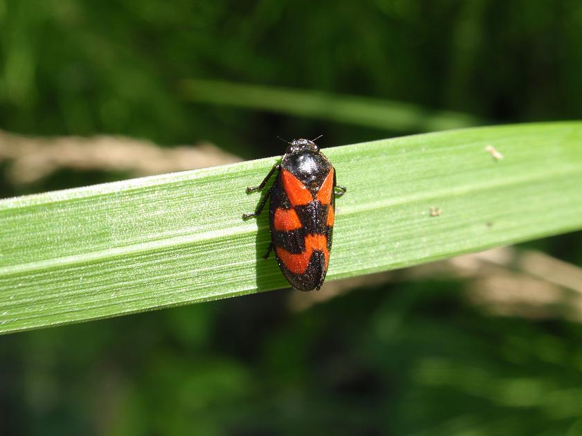 Omottero da id: Cercopis vulnerata