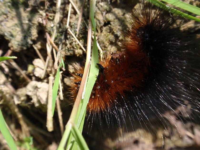 Bruco da identificare: Arctia caja