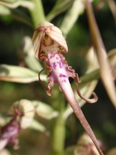 Himantoglossum adriaticum in provincia di Asti!