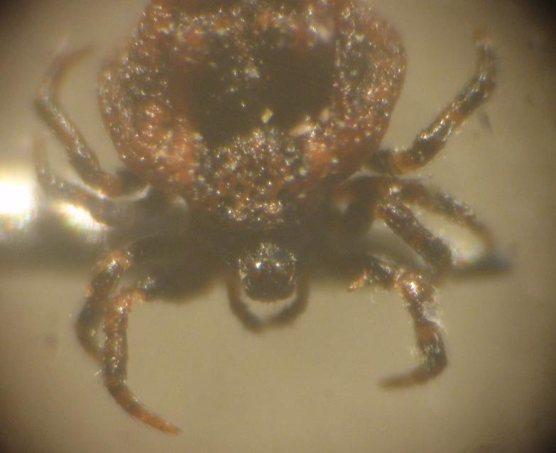 Phoroncidia paradoxa (Theridiidae)