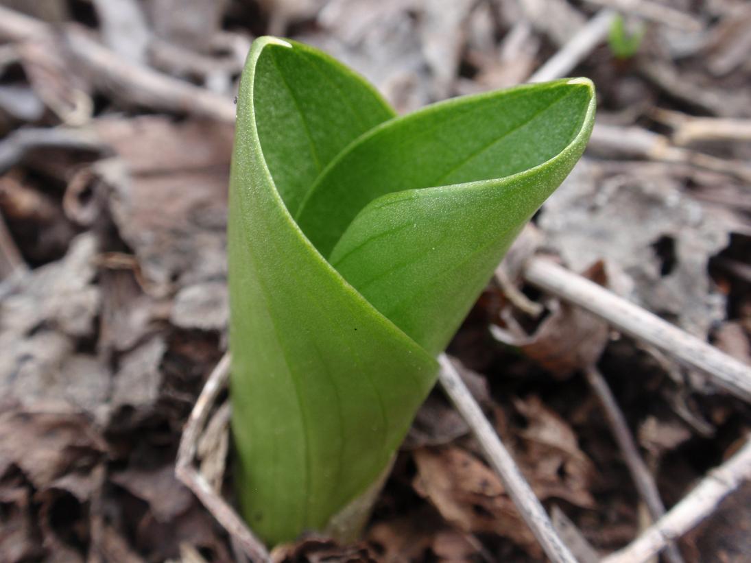 Prime Listera ovata