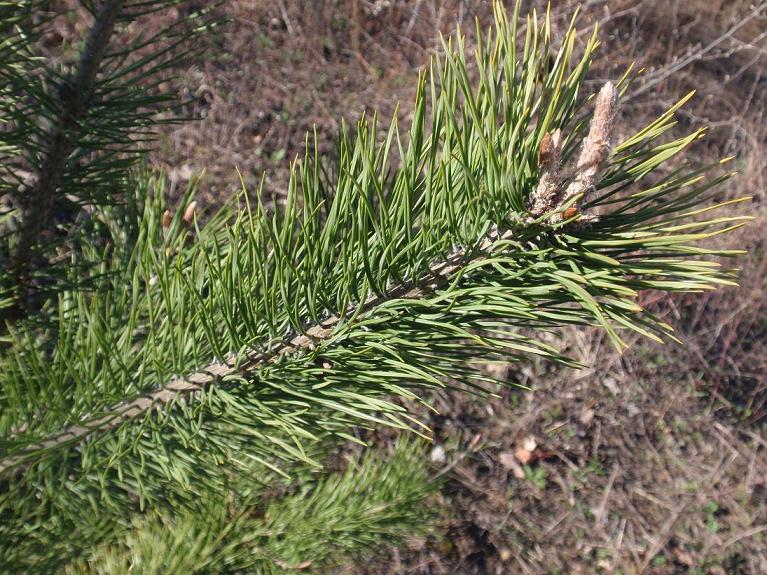 Pinus nigra