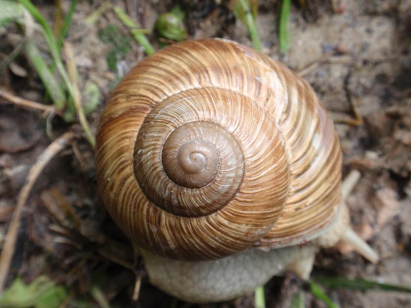 Helix pomatia - Asti