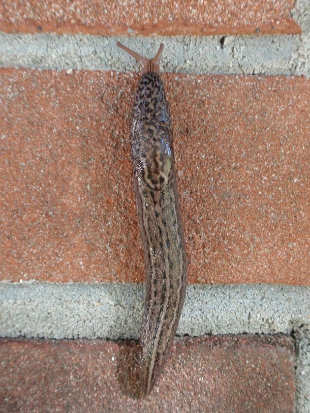 Limax maximus-gruppo da Asti