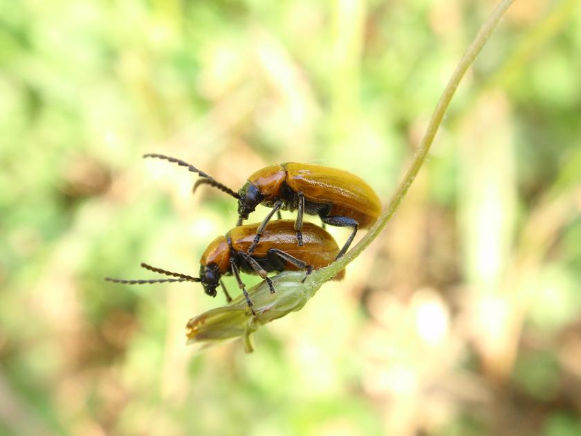 Exosoma lusitanicum in accoppiamento