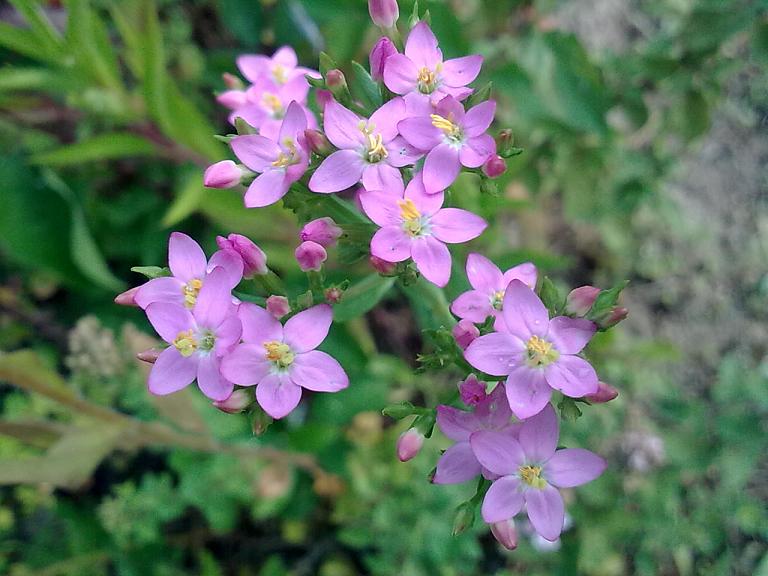 Da determinare 1  - Centaurium erythraea