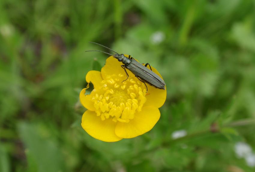 Coleottero: Oedemera sp.