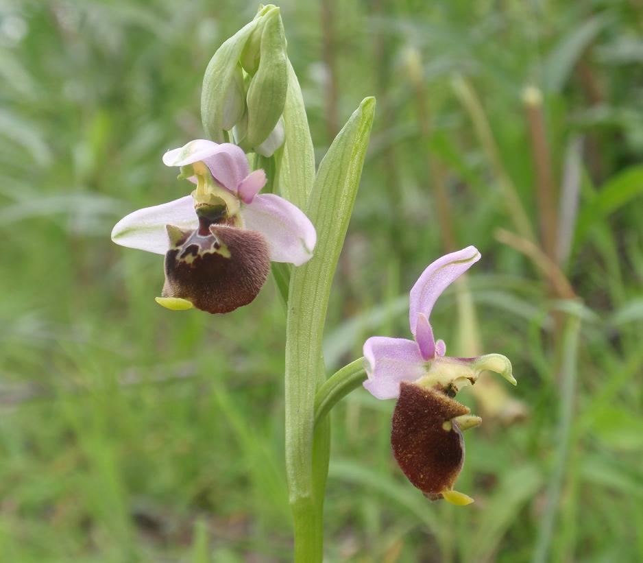 La mia prima Ophrys!!!!!!