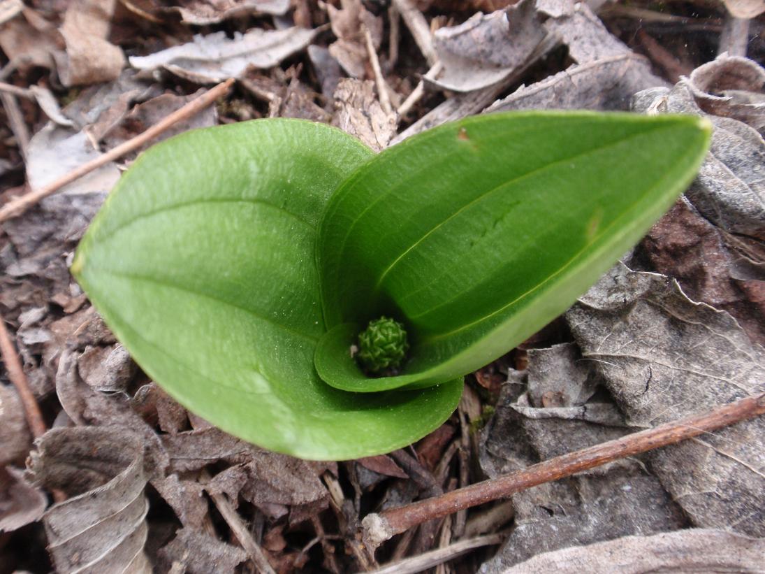 Prime Listera ovata