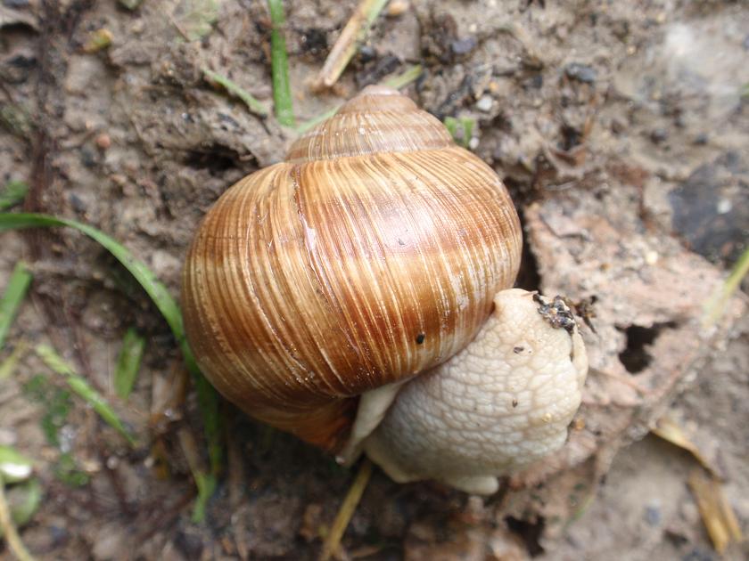 Helix pomatia - Asti