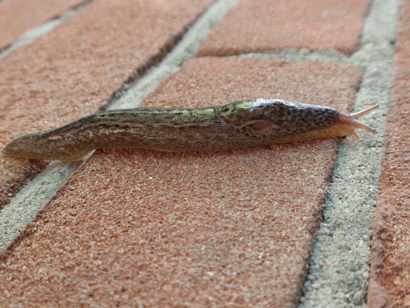 Limax maximus-gruppo da Asti