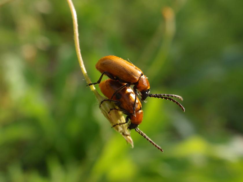 Exosoma lusitanicum in accoppiamento