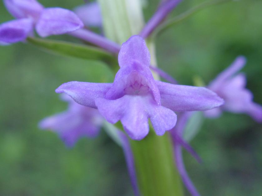 Inizia a fiorire anche Gymnadenia conopsea!
