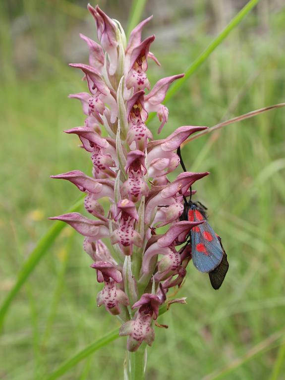 Zygaena e poi...