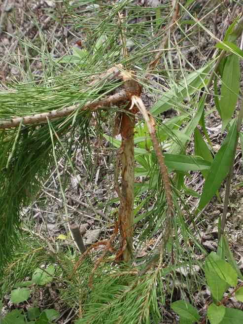 Corteccia pino raschiata