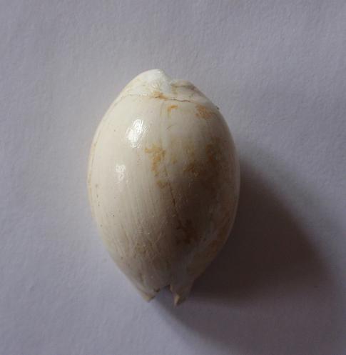 Il fossile più prezioso che ho io !