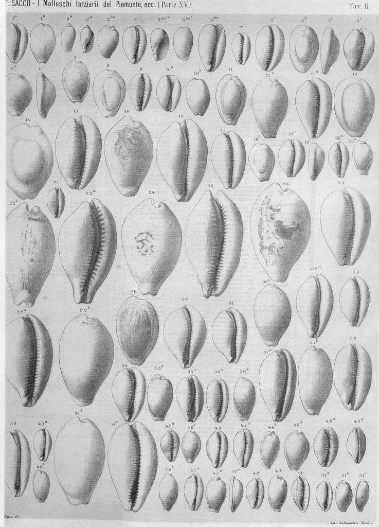 Il fossile più prezioso che ho io !
